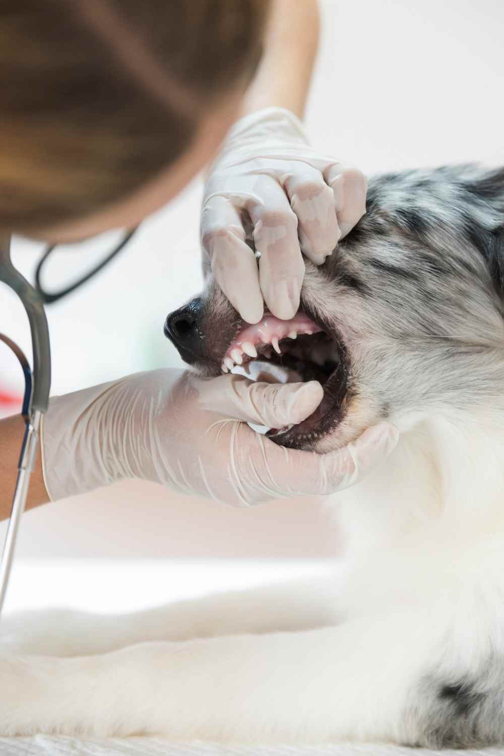 dentista mascotas